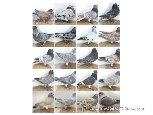 Gołębie pocztowe w unikalnych barwach 
