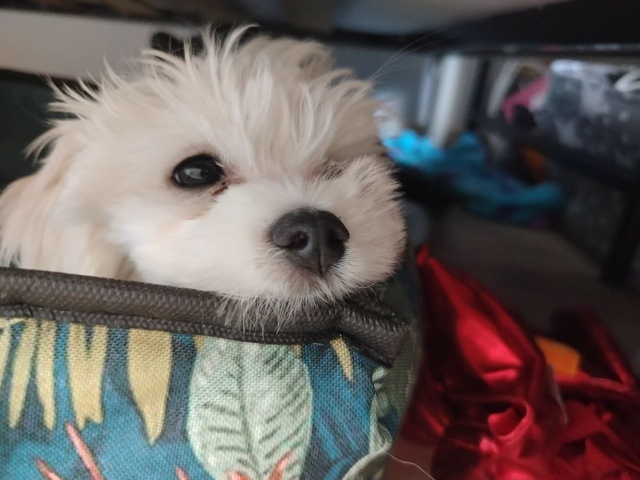 Szczeniak Maltańczyk na sprzedaż