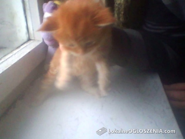 Kocieta MaineCoon