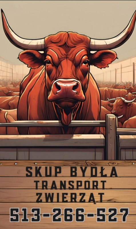 Skup Bydła / Transport Zwierząt